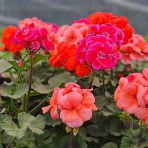 제라늄모종1+1 펠라고늄 다양하고화려한꽃 다양한 모종 상추모종 묘목 방울토마토모종 구근 튤립구근