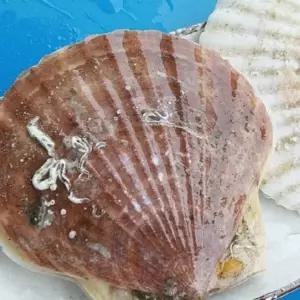 [지투지샵]참가리비 1kg