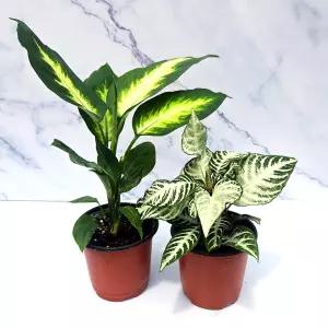 JB-모종 마리안느와 아펠란드라 스쿠아로사 (2개1세트)