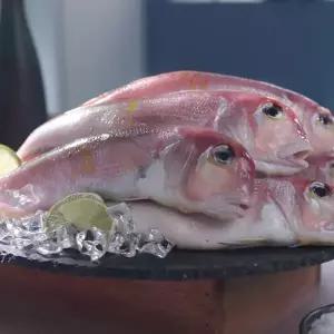 김하진 자연산 제주 통옥돔 500g(3~4미) x 3팩 (총 1.5kg)