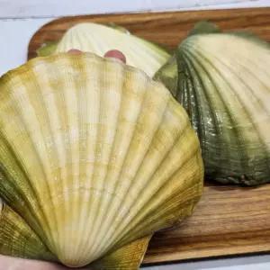 참가리비 초특대 자이언트 가리비 조개구이 찜 대왕가리비