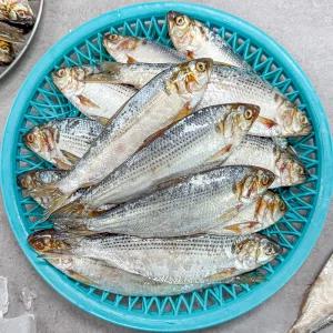 농가살리기 국내산 구이용 전어 500g(5~10미)