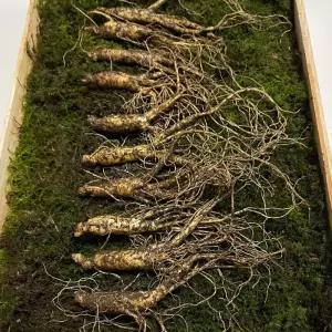 7-8년근 횡성 산양삼 선물세트 10뿌리 +보자기 선물용 강원도산양삼 강원도 산양 산삼