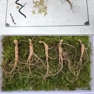 8-10년근 횡성 산양삼 선물세트 10뿌리 +보자기 선물용 강원도산양삼 강원도 산양 산