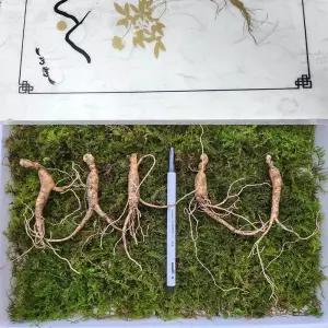 5-6년근 횡성 산양삼 선물세트 50뿌리 +보자기 가정용 강원도산양삼 강원도 산양 산삼