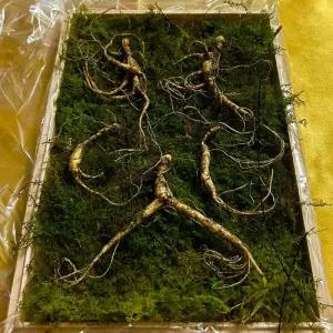 12-15년근 횡성 산양삼 선물세트 3뿌리 +보자기 선물용 강원도산양삼 강원도 산양 산