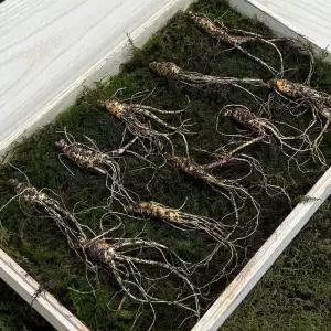 7-8년근 횡성 산양삼 선물세트 5뿌리 +보자기 가정용 강원도산양삼 강원도 산양 산삼