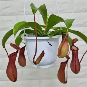 식충식물 플랜테리어 벌레잡이 행잉 네펜데스 식물 화분 공중 테라스 가드닝 걸이용 초보 습지 걸이 관엽
