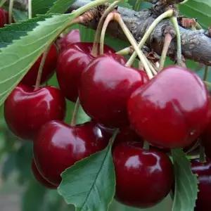 체리나무 묘목(라핀/자가수정) 접목1년 특묘 뿌리1개