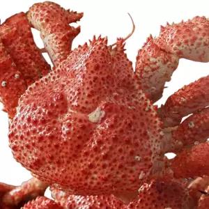 한농식 자연산 스노우 레드크랩 자숙 손질 붉은대게 (400g 3마리)