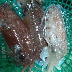 제철 생물 대왕 갑오징어 국내산 1kg