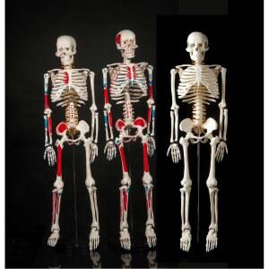 85cm 인체 신경 근육 뼈 해골 모형