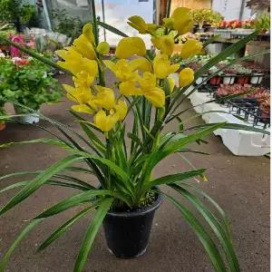 신비디움(서양란) 노오란색 새로입고된아이에요 높이50~70cm