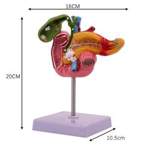 췌장 모형 십 장 시뮬레이션 간장 비장 1. 간모형 학교 소화기 과학