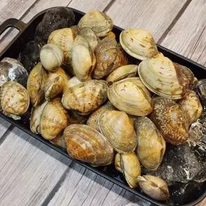 국내산 왕 바지락 1kg(60미 내외)