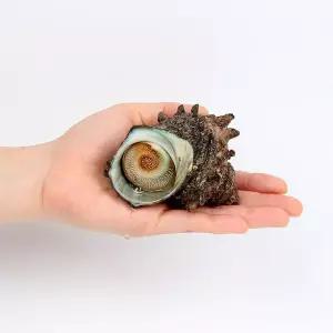 거제 해녀 자연산 뿔소라 1kg