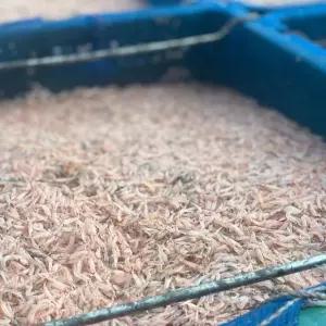 국내산 김장용 생새우 동백하 김장새우 급냉 500g