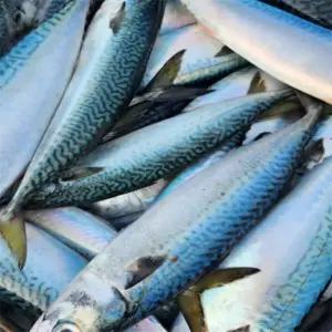 [상품] 동해안 생물 급냉통고등어3미 2KG내외 X2 생고등어