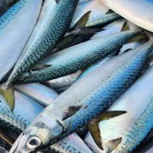 [상품] 동해안 생물 급냉통고등어3미 2KG내외 X2 고등어자반