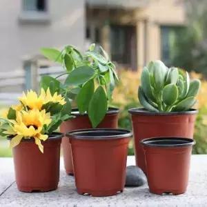 [셀러에이드]미니꽃화분 모종 이색 포트 화분(지름 15.5cm)