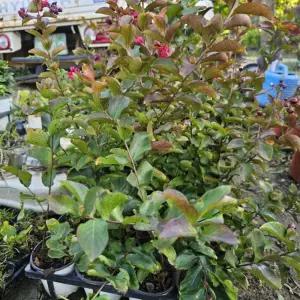 백일홍 다이너마이트 4치포트 1주 (키40cm)꽃나무 배롱나무 조경수