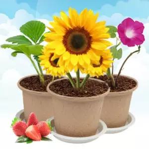 에코가든 재배키트 완구 비식품 1타 6개입기 꽃키우기 화분세트 식집사 해바라기모종 베란다