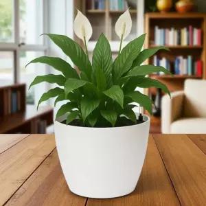 수위표시 저면관수 화분 화이트경량 원예 공기정화식물 방화분 거실 실내