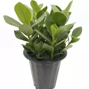 베하몰 실내 화초 크루시아 최상급 약50cm장식용식물 키우기 인테리어 인테리어용 원예