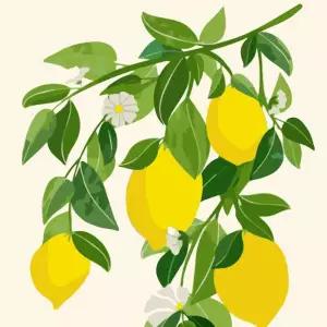 하모니아트 DIY 유화그리기 세트 40x50 레몬 나무그림 그리기 액자페인팅 만들기 취미생활 용품 그 아이러