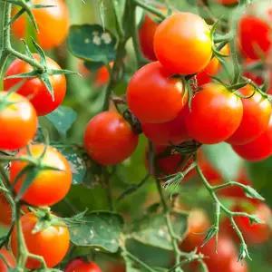 과일 방울 꼬마토마토 토마토 씨 씨앗 종자 100립