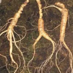 국내산 다년생 장뇌삼 씨앗 작물 품종 종자 200립