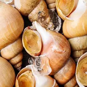 당일조업 국내산 동해안 백골뱅이 1kg