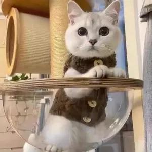 뽀글이 고양이 따뜻한 옷 겨울 조끼 겨울옷 방한 강아지옷 실내복 고양이옷