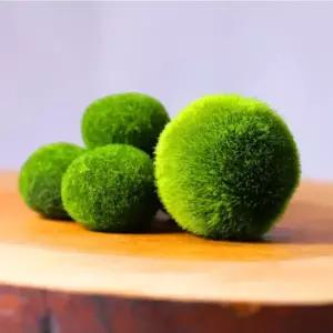 마리모 도매 1.5cm(100개 이하 주문시 자동으로 취소처리 됩니다.)