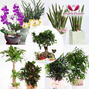 [엔젤스플라워] 개업 축하화분 미세먼지 공기정화 관엽식물 전국 꽃배달 서비스 당일전달