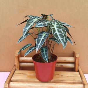 [소나무길] 거북 알로카시아 공기정화 2197