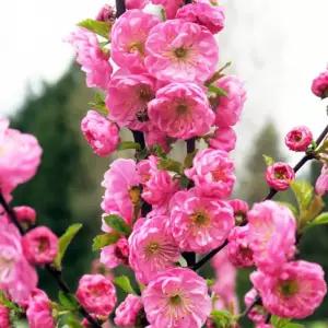 옥매화나무 오이도 묘목 접목1년 특묘 노지월동 정원 봄꽃 조경나무 (목하원예조경)