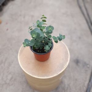 유칼립투스블랙잭 소품 미세먼지제거식물 플랜테리어 실내공기정화식물 29s