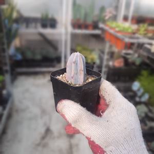 용신목 용심목 다육식물 다육이 선인장  관엽식물 22s