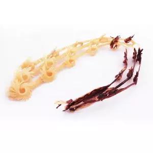 [특선] 꽃오징어 다리