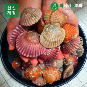 남해 고흥 자연산 홍가리비 5kg