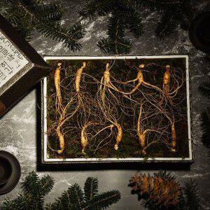 [다농이네][SSG상품권 증정 이벤트][바로배송]강원도 장뇌삼 산양삼 선물세트 10뿌리 (10-12년근)