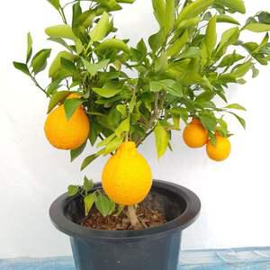 한라봉나무 한라봉묘목 과실수 귤나무 화분