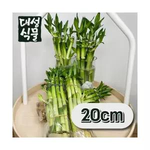 개운죽 20cm 한묶음 수경식물 공기정화식물 키우기쉬운식물 대성식물