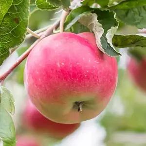 [충북농원] 루비에스 (미니사과) 사과나무 묘목 - R1~R2 분묘