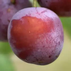 [충북농원] 홍료센 자두나무 묘목 - 1년생/접목묘