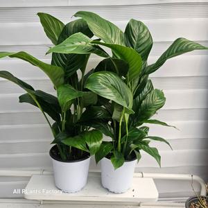 공기정화식물 2개발송 스파트필름 중품 반려식물 35-55cm 79