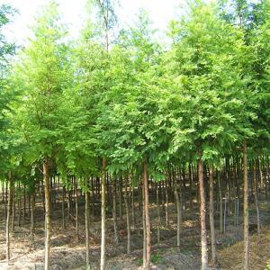 느티나무/실생3년특뿌리묘(5주묶음)묘목/b0915