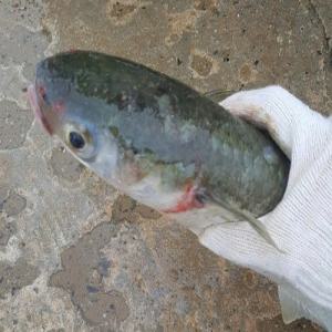 자연산 숙성 숭어 생물 기준 필렛 2kg 4kg 기준