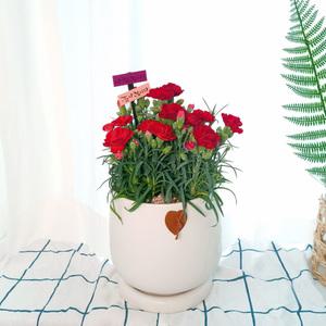 개업축하화분 거실화분 관엽식물 당일3시간 꽃배달 하진플라워 레드 카네이션 화분 [D152]